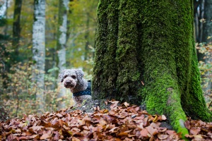 Vico im Wald